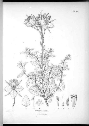 Reproducción/Reproduction 49556621261: Nova genera et species plantarum :. Antverpiae :Ex officina Christophori Plantini ...,1576.. 