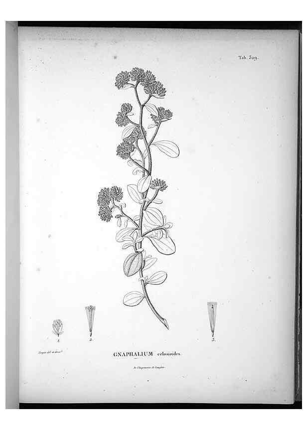 Reproducción/Reproduction 49556006843: Nova genera et species plantarum :. Antverpiae :Ex officina Christophori Plantini ...,1576.. 