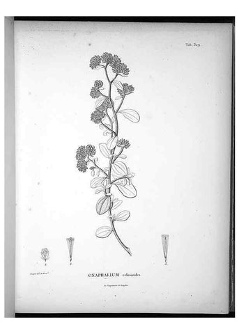 Reproducción/Reproduction 49556006843: Nova genera et species plantarum :. Antverpiae :Ex officina Christophori Plantini ...,1576.. 