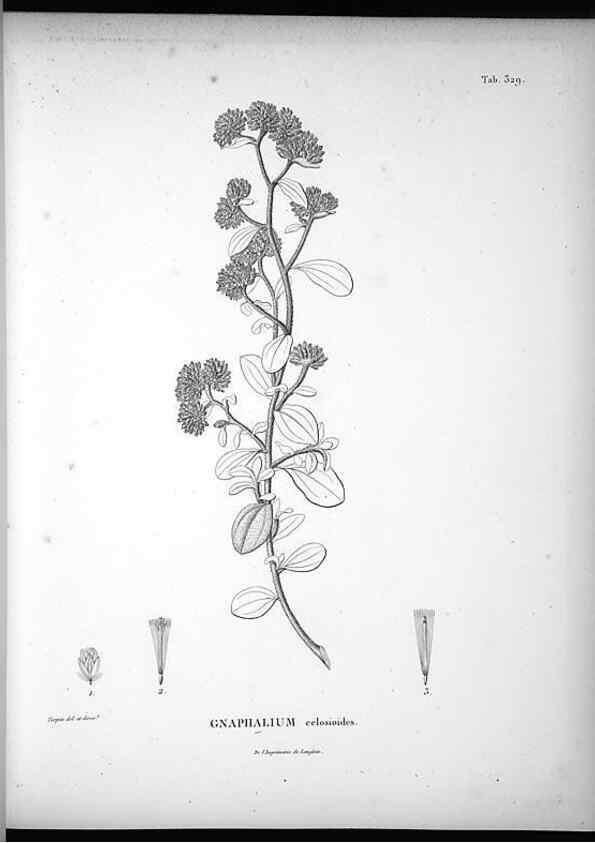 Reproducción/Reproduction 49556006843: Nova genera et species plantarum :. Antverpiae :Ex officina Christophori Plantini ...,1576.. 