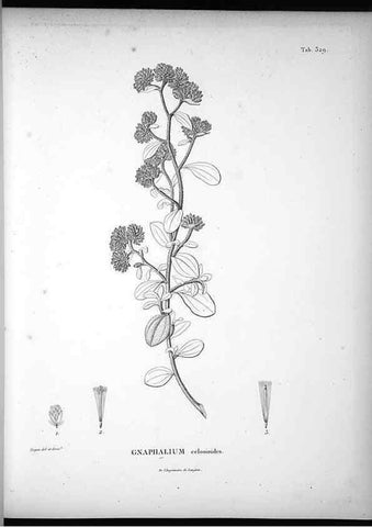 Reproducción/Reproduction 49556006843: Nova genera et species plantarum :. Antverpiae :Ex officina Christophori Plantini ...,1576.. 