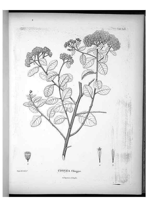 Reproducción/Reproduction 49556738457: Nova genera et species plantarum :. Antverpiae :Ex officina Christophori Plantini ...,1576.. 