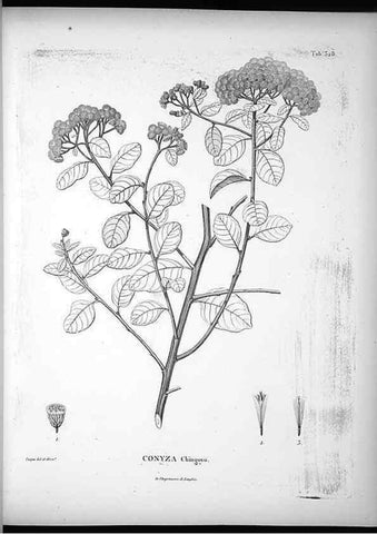 Reproducción/Reproduction 49556738457: Nova genera et species plantarum :. Antverpiae :Ex officina Christophori Plantini ...,1576.. 