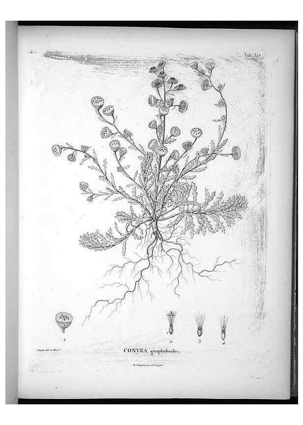 Reproducción/Reproduction 49556738292: Nova genera et species plantarum :. Antverpiae :Ex officina Christophori Plantini ...,1576.. 