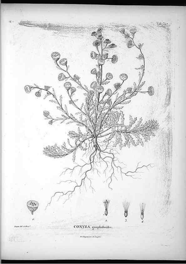 Reproducción/Reproduction 49556738292: Nova genera et species plantarum :. Antverpiae :Ex officina Christophori Plantini ...,1576.. 