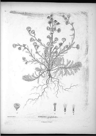 Reproducción/Reproduction 49556738292: Nova genera et species plantarum :. Antverpiae :Ex officina Christophori Plantini ...,1576.. 