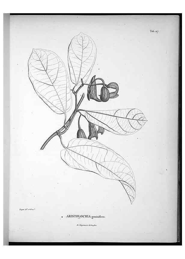 Reproducción/Reproduction 49555915313: Nova genera et species plantarum :. Antverpiae :Ex officina Christophori Plantini ...,1576.. 