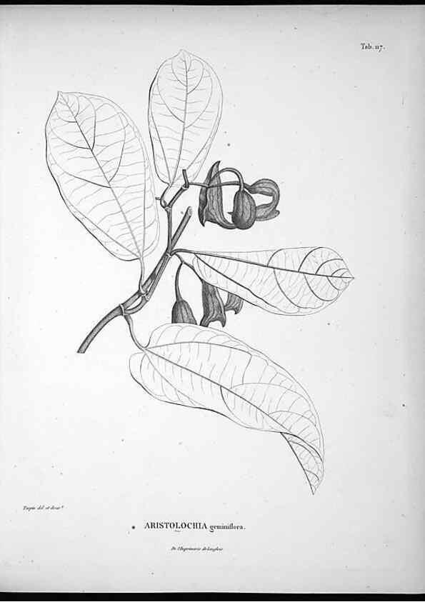 Reproducción/Reproduction 49555915313: Nova genera et species plantarum :. Antverpiae :Ex officina Christophori Plantini ...,1576.. 