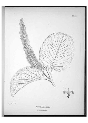 Reproducción/Reproduction 49556645667: Nova genera et species plantarum :. Antverpiae :Ex officina Christophori Plantini ...,1576.. 