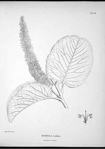 Reproducción/Reproduction 49556645667: Nova genera et species plantarum :. Antverpiae :Ex officina Christophori Plantini ...,1576.. 