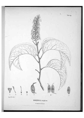 Reproducción/Reproduction 49556645787: Nova genera et species plantarum :. Antverpiae :Ex officina Christophori Plantini ...,1576.. 