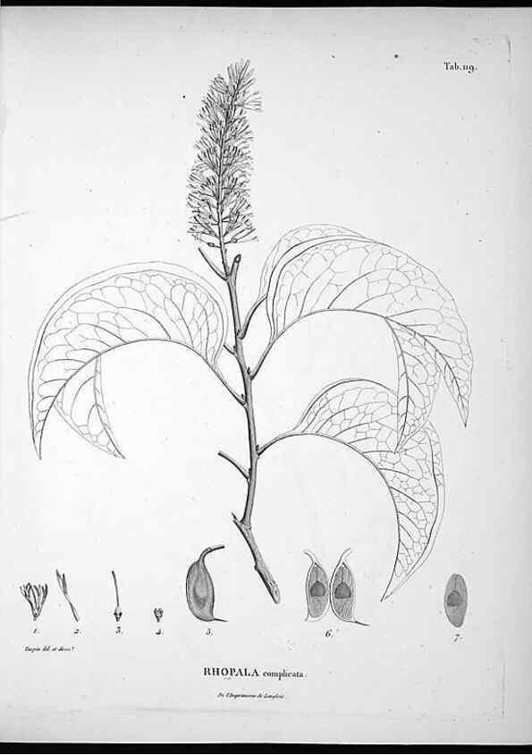 Reproducción/Reproduction 49556645787: Nova genera et species plantarum :. Antverpiae :Ex officina Christophori Plantini ...,1576.. 