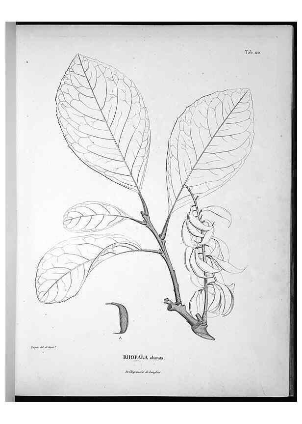 Reproducción/Reproduction 49556410446: Nova genera et species plantarum :. Antverpiae :Ex officina Christophori Plantini ...,1576.. 