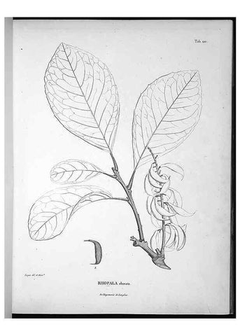 Reproducción/Reproduction 49556410446: Nova genera et species plantarum :. Antverpiae :Ex officina Christophori Plantini ...,1576.. 