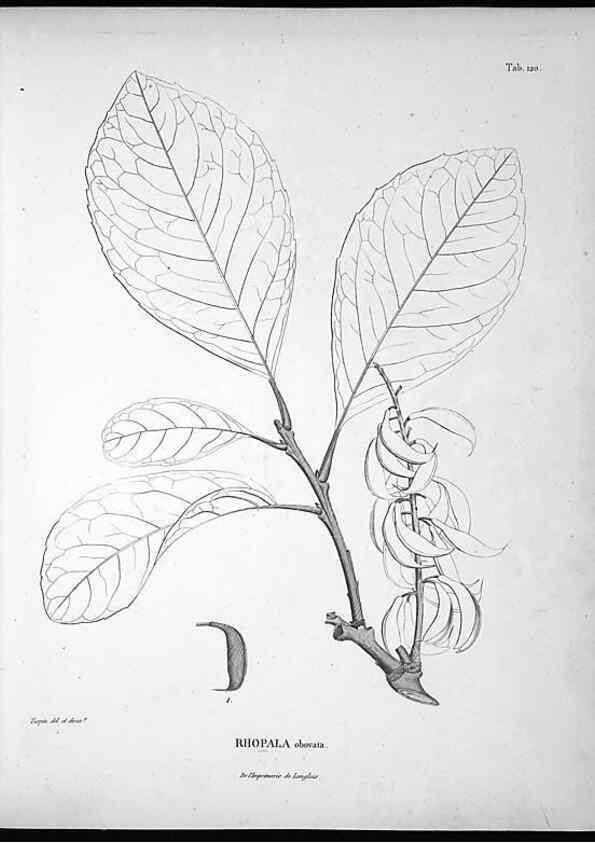 Reproducción/Reproduction 49556410446: Nova genera et species plantarum :. Antverpiae :Ex officina Christophori Plantini ...,1576.. 
