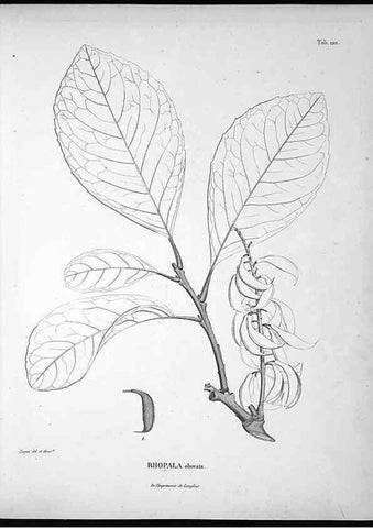 Reproducción/Reproduction 49556410446: Nova genera et species plantarum :. Antverpiae :Ex officina Christophori Plantini ...,1576.. 