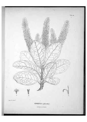 Reproducción/Reproduction 49556410586: Nova genera et species plantarum :. Antverpiae :Ex officina Christophori Plantini ...,1576.. 