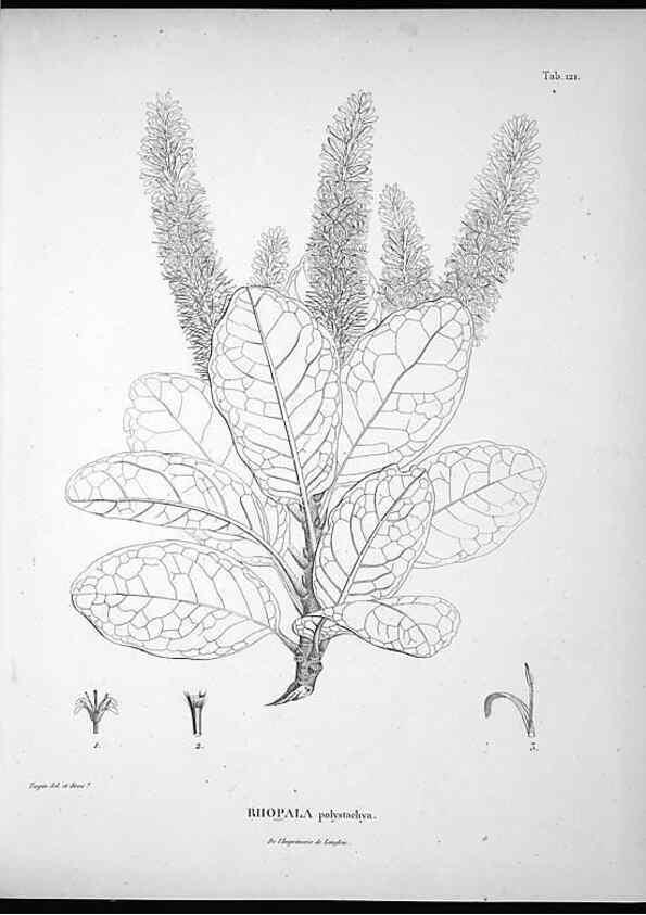 Reproducción/Reproduction 49556410586: Nova genera et species plantarum :. Antverpiae :Ex officina Christophori Plantini ...,1576.. 