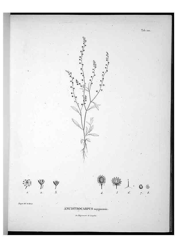 Reproducción/Reproduction 49556410696: Nova genera et species plantarum :. Antverpiae :Ex officina Christophori Plantini ...,1576.. 