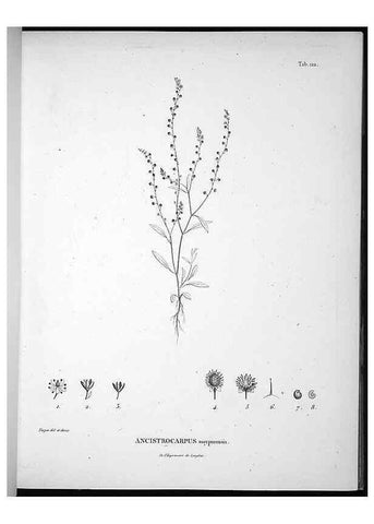 Reproducción/Reproduction 49556410696: Nova genera et species plantarum :. Antverpiae :Ex officina Christophori Plantini ...,1576.. 