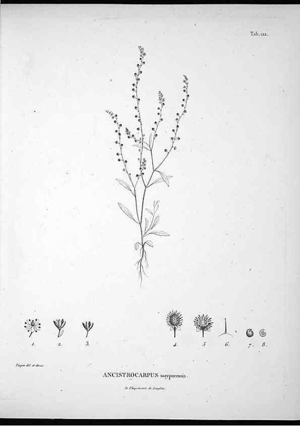 Reproducción/Reproduction 49556410696: Nova genera et species plantarum :. Antverpiae :Ex officina Christophori Plantini ...,1576.. 