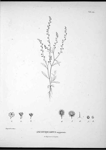 Reproducción/Reproduction 49556410696: Nova genera et species plantarum :. Antverpiae :Ex officina Christophori Plantini ...,1576.. 