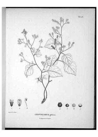 Reproducción/Reproduction 49556646492: Nova genera et species plantarum :. Antverpiae :Ex officina Christophori Plantini ...,1576.. 