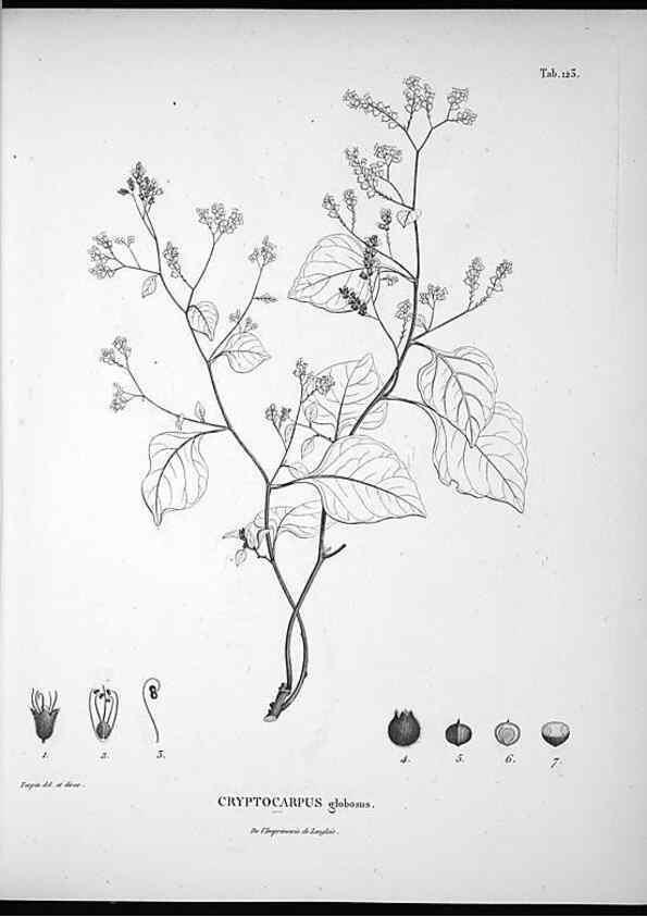 Reproducción/Reproduction 49556646492: Nova genera et species plantarum :. Antverpiae :Ex officina Christophori Plantini ...,1576.. 