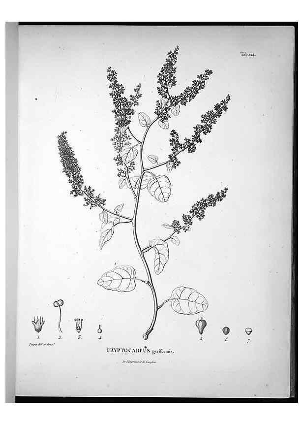 Reproducción/Reproduction 49556411106: Nova genera et species plantarum :. Antverpiae :Ex officina Christophori Plantini ...,1576.. 