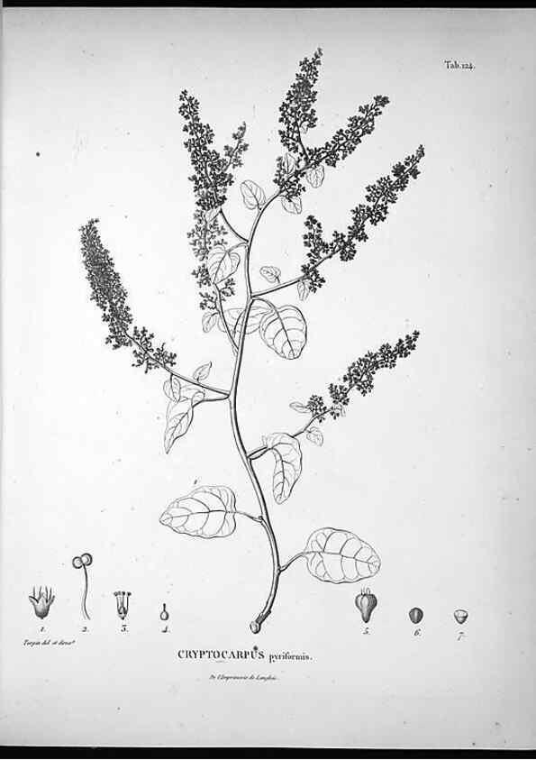Reproducción/Reproduction 49556411106: Nova genera et species plantarum :. Antverpiae :Ex officina Christophori Plantini ...,1576.. 