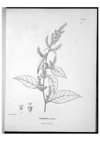 Reproducción/Reproduction 49556646847: Nova genera et species plantarum :. Antverpiae :Ex officina Christophori Plantini ...,1576.. 