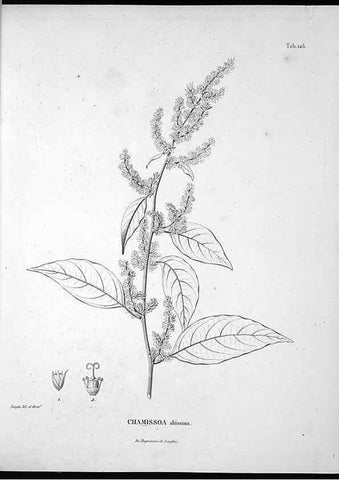 Reproducción/Reproduction 49556646847: Nova genera et species plantarum :. Antverpiae :Ex officina Christophori Plantini ...,1576.. 