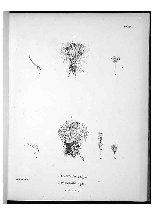 Reproducción/Reproduction 49555916658: Nova genera et species plantarum :. Antverpiae :Ex officina Christophori Plantini ...,1576.. 