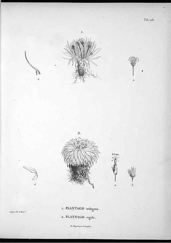 Reproducción/Reproduction 49555916658: Nova genera et species plantarum :. Antverpiae :Ex officina Christophori Plantini ...,1576.. 