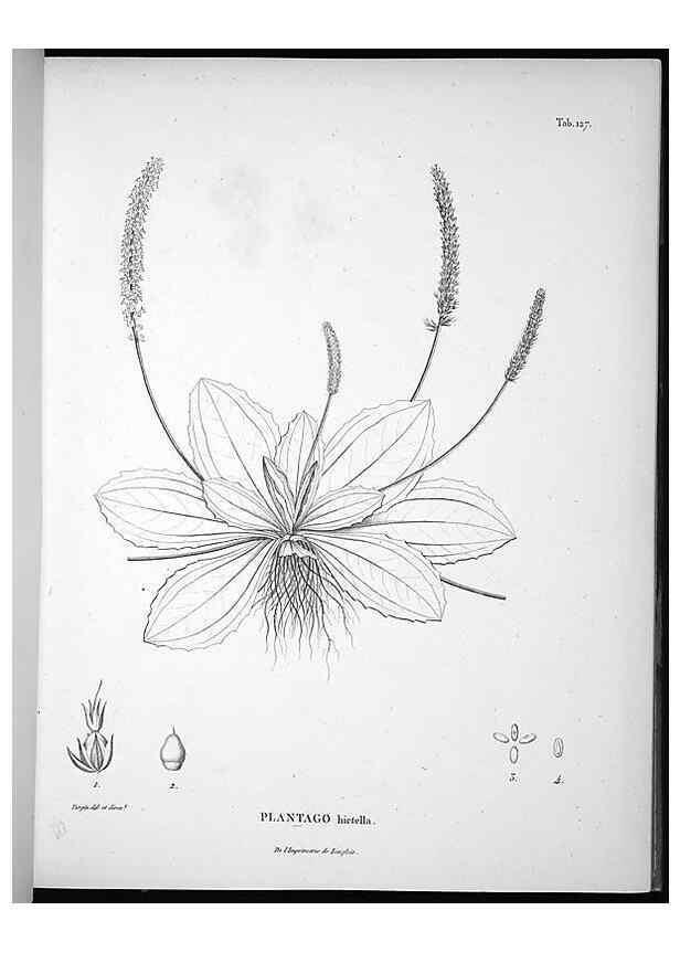 Reproducción/Reproduction 49555916833: Nova genera et species plantarum :. Antverpiae :Ex officina Christophori Plantini ...,1576.. 