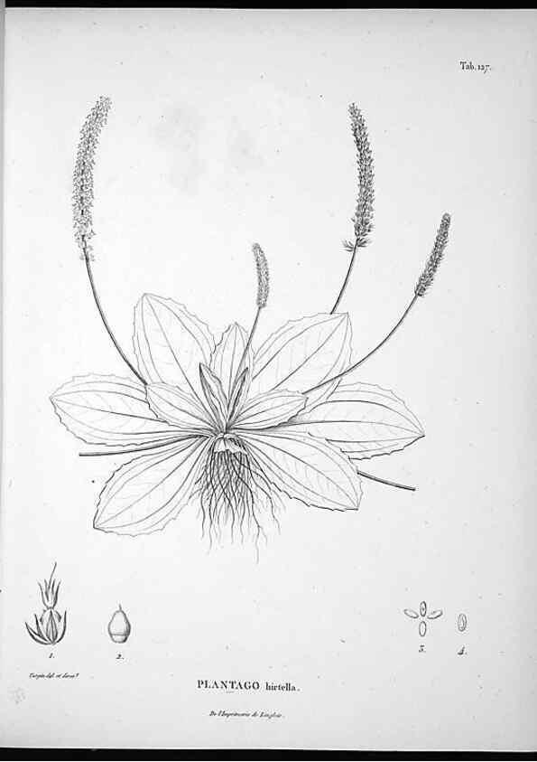 Reproducción/Reproduction 49555916833: Nova genera et species plantarum :. Antverpiae :Ex officina Christophori Plantini ...,1576.. 