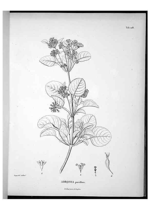 Reproducción/Reproduction 49555917003: Nova genera et species plantarum :. Antverpiae :Ex officina Christophori Plantini ...,1576.. 