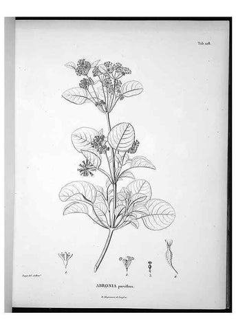 Reproducción/Reproduction 49555917003: Nova genera et species plantarum :. Antverpiae :Ex officina Christophori Plantini ...,1576.. 