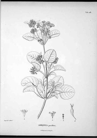 Reproducción/Reproduction 49555917003: Nova genera et species plantarum :. Antverpiae :Ex officina Christophori Plantini ...,1576.. 