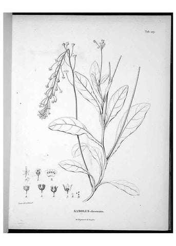 Reproducción/Reproduction 49556411981: Nova genera et species plantarum :. Antverpiae :Ex officina Christophori Plantini ...,1576.. 