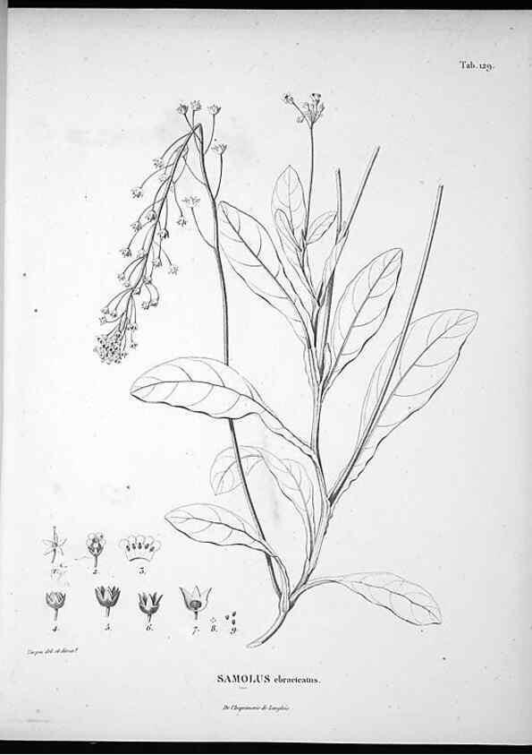 Reproducción/Reproduction 49556411981: Nova genera et species plantarum :. Antverpiae :Ex officina Christophori Plantini ...,1576.. 