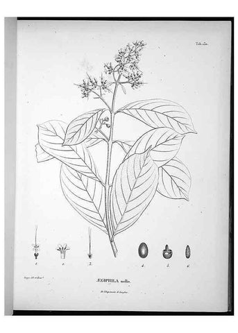 Reproducción/Reproduction 49556647697: Nova genera et species plantarum :. Antverpiae :Ex officina Christophori Plantini ...,1576.. 