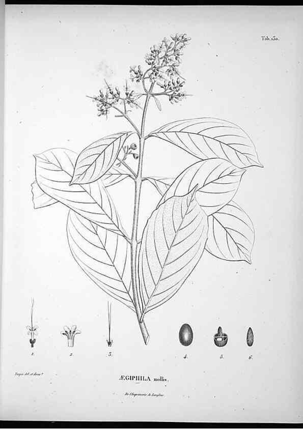 Reproducción/Reproduction 49556647697: Nova genera et species plantarum :. Antverpiae :Ex officina Christophori Plantini ...,1576.. 