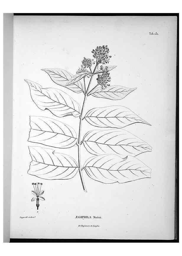 Reproducción/Reproduction 49555917553: Nova genera et species plantarum :. Antverpiae :Ex officina Christophori Plantini ...,1576.. 