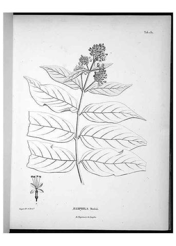 Reproducción/Reproduction 49555917553: Nova genera et species plantarum :. Antverpiae :Ex officina Christophori Plantini ...,1576.. 