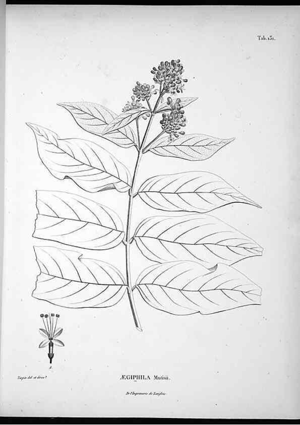 Reproducción/Reproduction 49555917553: Nova genera et species plantarum :. Antverpiae :Ex officina Christophori Plantini ...,1576.. 