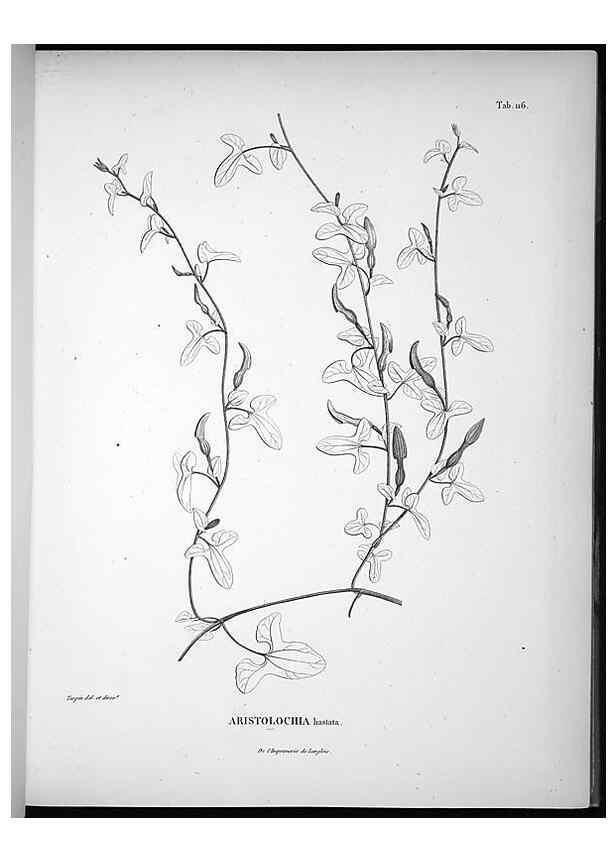 Reproducción/Reproduction 49555915183: Nova genera et species plantarum :. Antverpiae :Ex officina Christophori Plantini ...,1576.. 