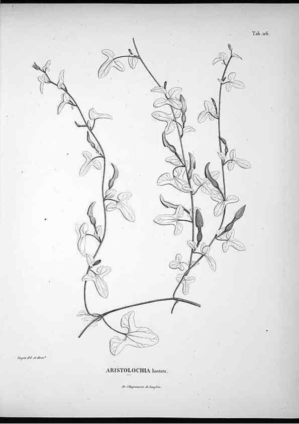 Reproducción/Reproduction 49555915183: Nova genera et species plantarum :. Antverpiae :Ex officina Christophori Plantini ...,1576.. 