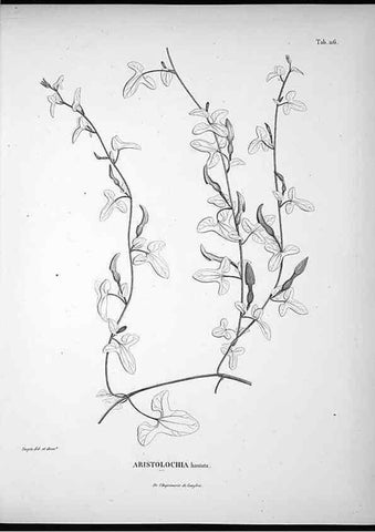 Reproducción/Reproduction 49555915183: Nova genera et species plantarum :. Antverpiae :Ex officina Christophori Plantini ...,1576.. 