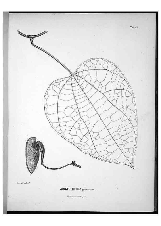 Reproducción/Reproduction 49556409576: Nova genera et species plantarum :. Antverpiae :Ex officina Christophori Plantini ...,1576.. 